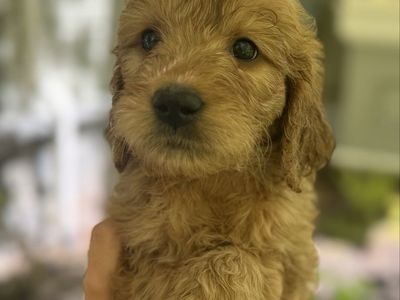 Nine Adorable Golden Doodle Retriever Puppies! ready now!