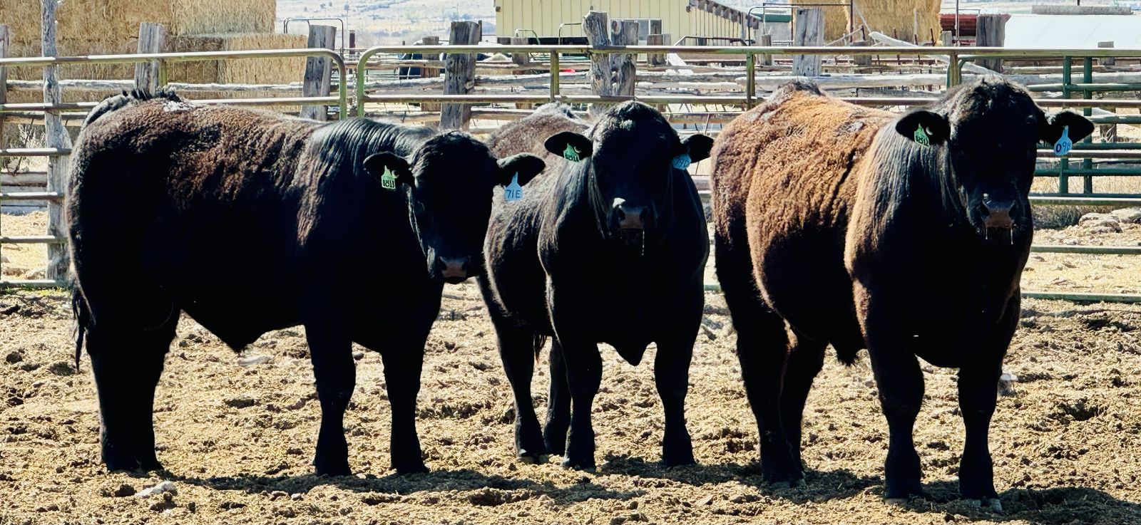 Yearling Bulls