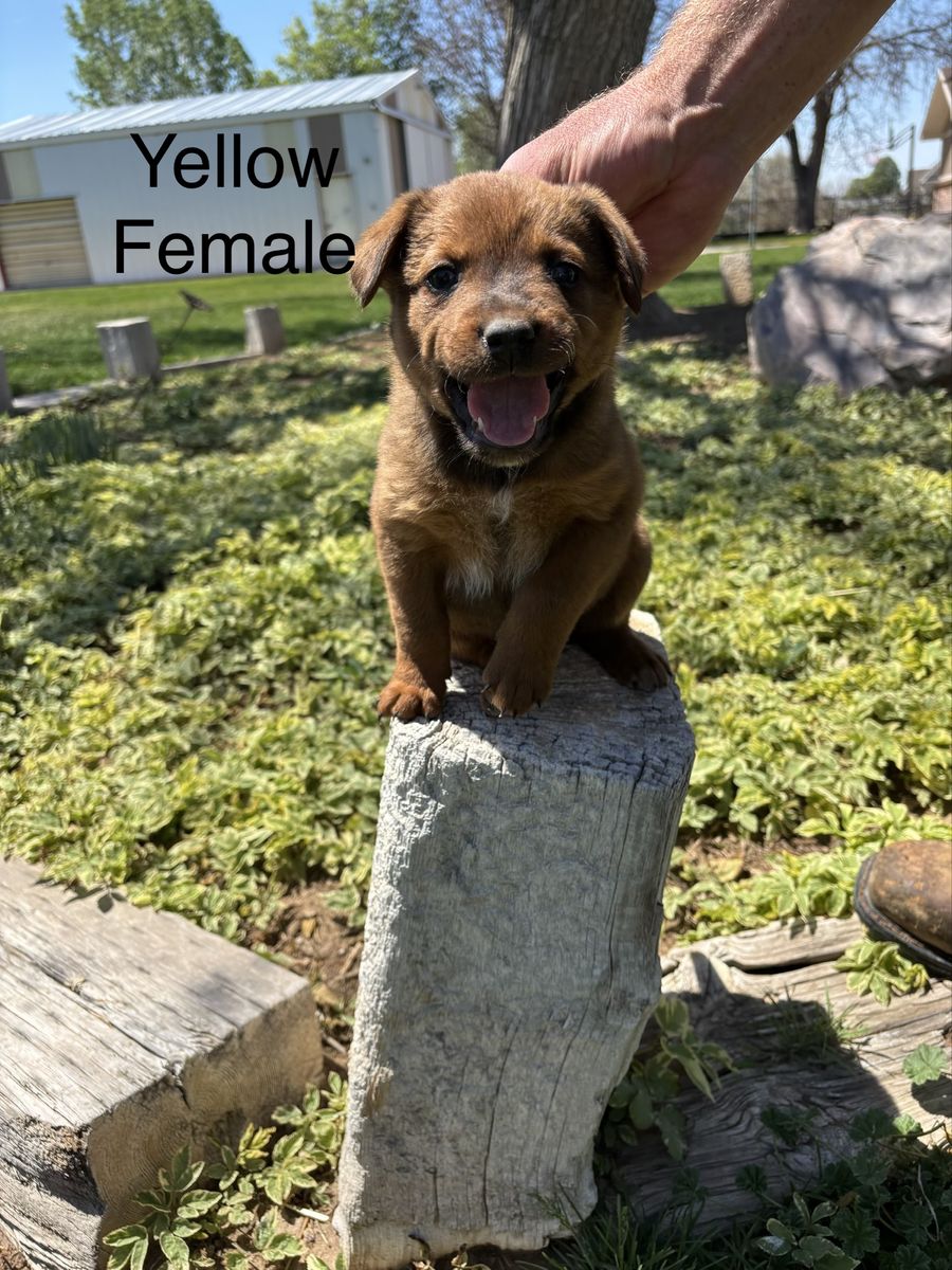 Heeler Aussie pups
