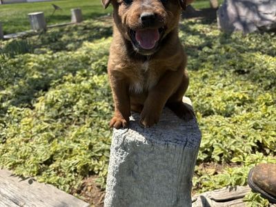 Heeler Aussie pups