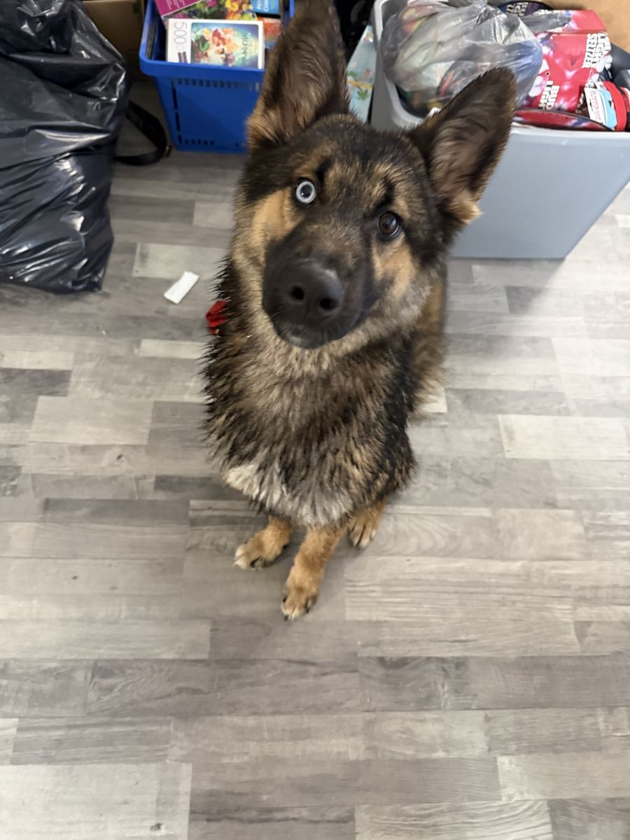 German Shepard Husky Mix