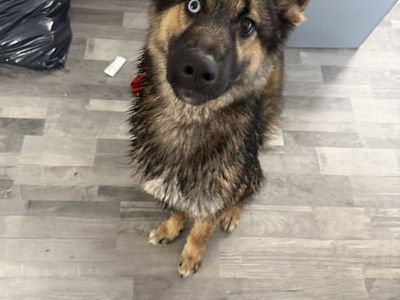 German Shepard Husky Mix