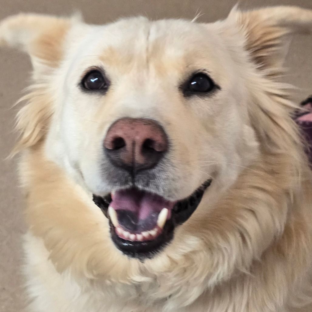 Hello my name is Blondie