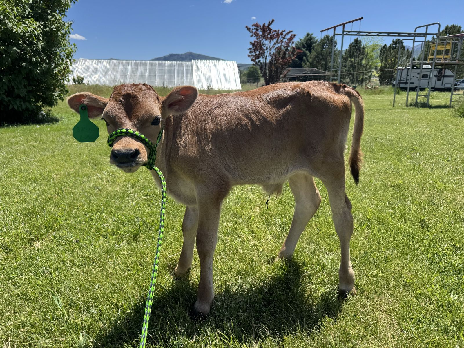 Jersey cross bull calf