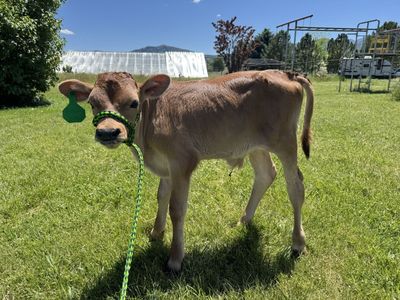 Jersey cross bull calf