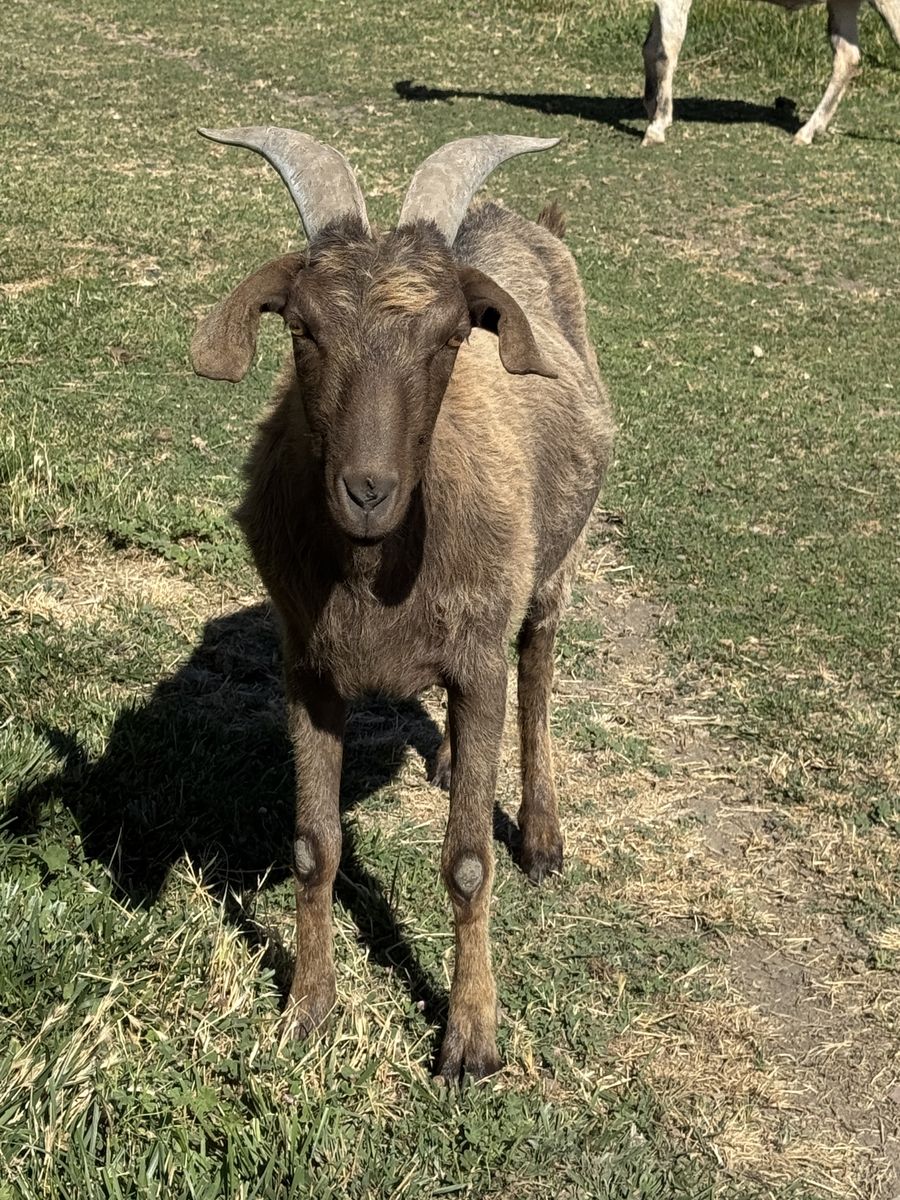Pack goat for sale