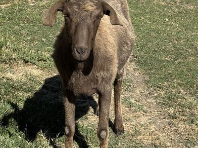 Pack goat for sale