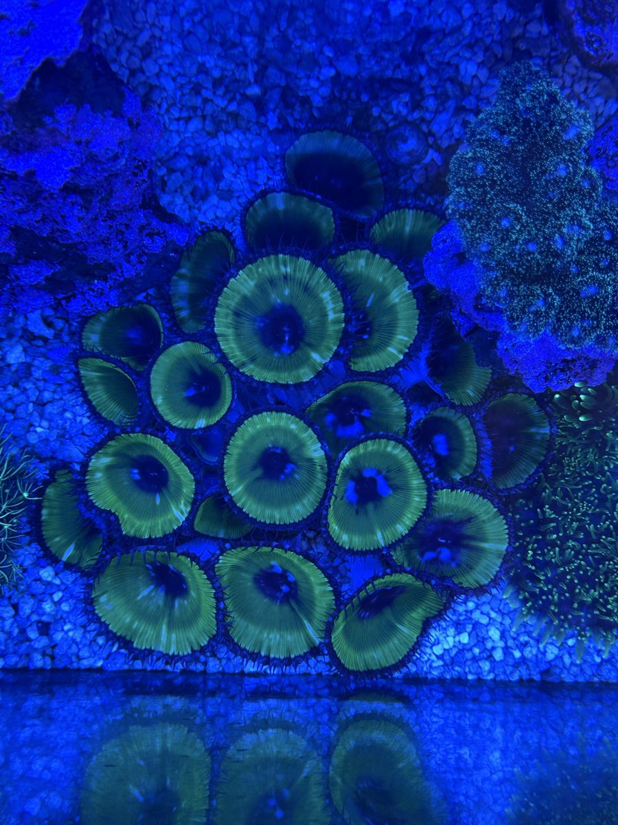 Palythoa Grandis Colony