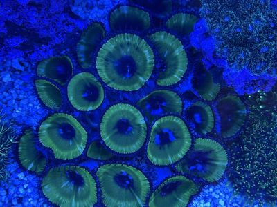 Palythoa Grandis Colony