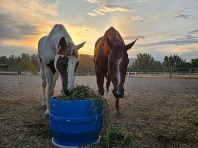 2 Sweet horses!