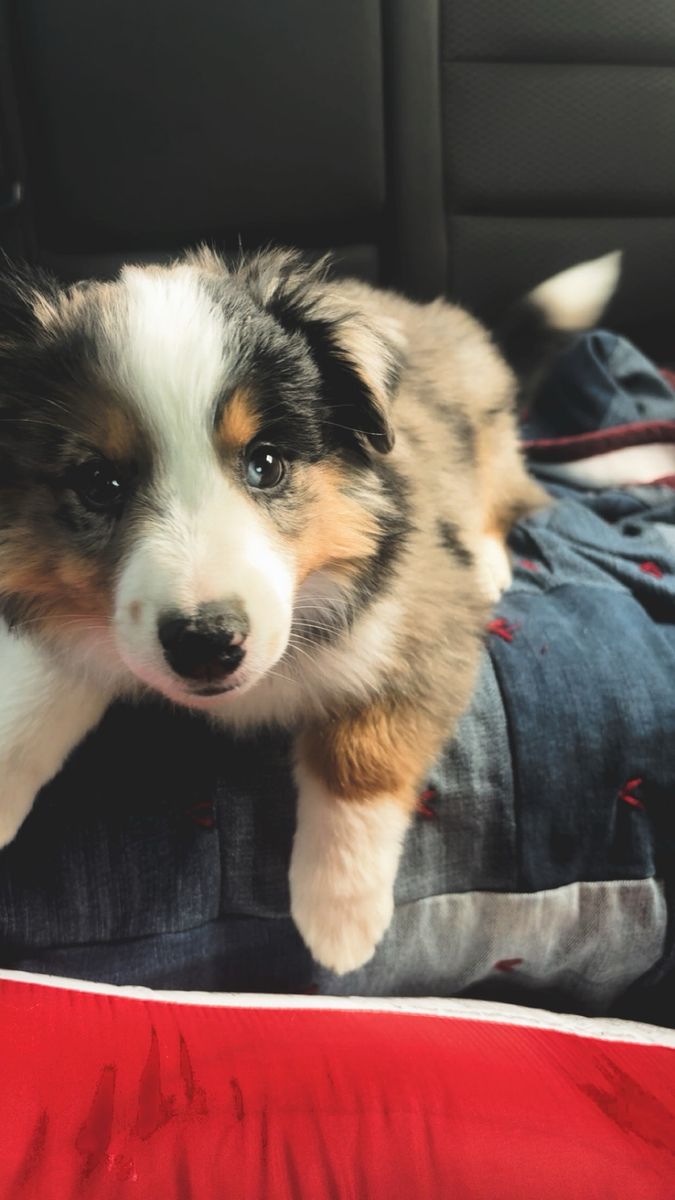 ANGUS- Cutest mini Aussie boy ever