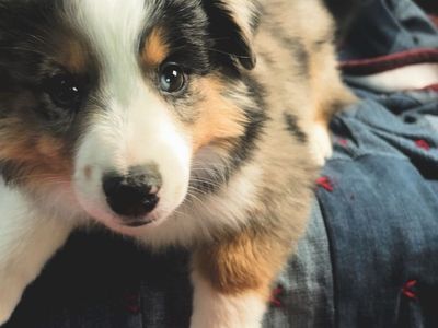 ANGUS- Cutest mini Aussie boy ever