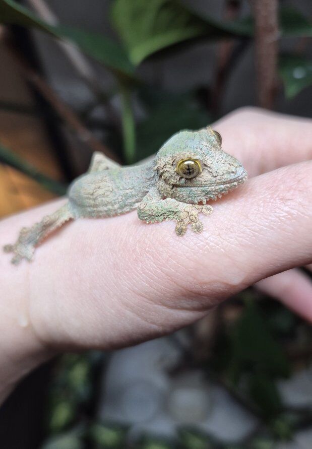 Mossy Leaf-tailed geckos (Uroplatus Sikorae)
