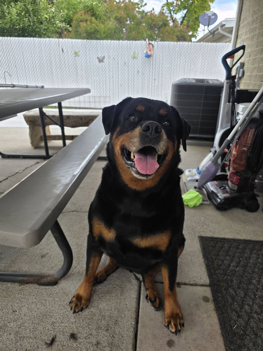 Baby Senior Rottweiller