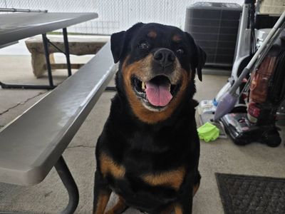 Baby Senior Rottweiller