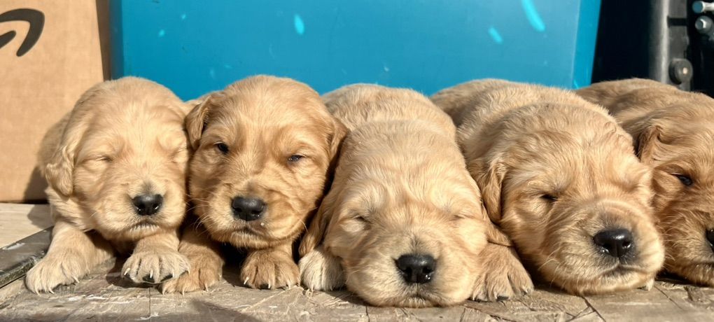 AKC Golden Retriever Puppies!!