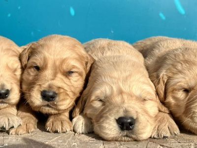 AKC Golden Retriever Puppies!!
