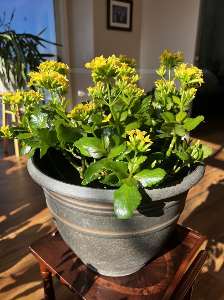 Yellow Kalanchoe in Pot – Blooming Now