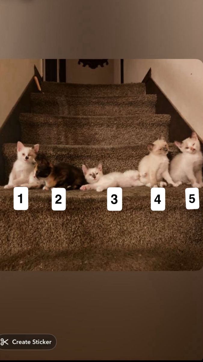 Girl Kittens for Sale
