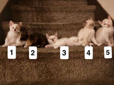 Girl Kittens for Sale