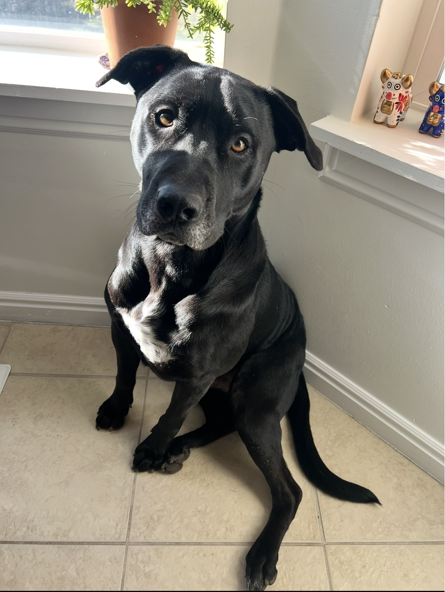Black Lab Mix