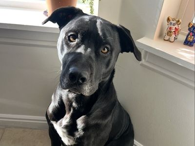 Black Lab Mix