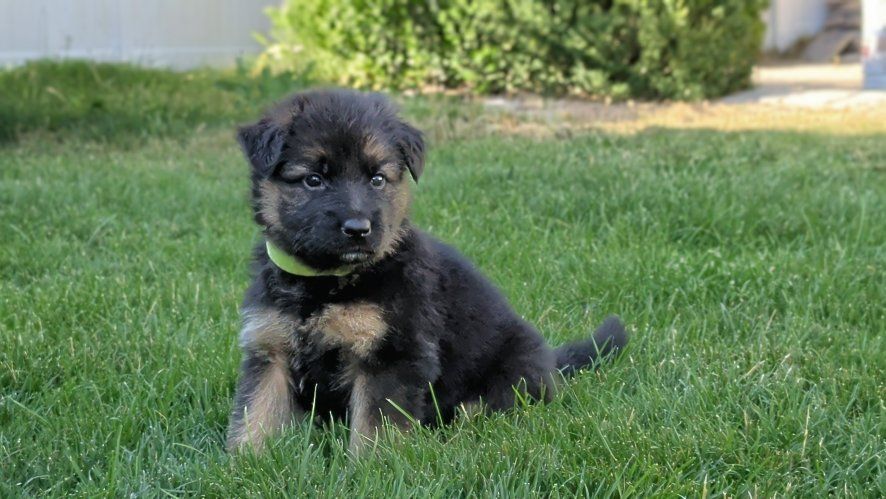 **AKC Registered** Long-Haired, Red German Shepherd Puppy