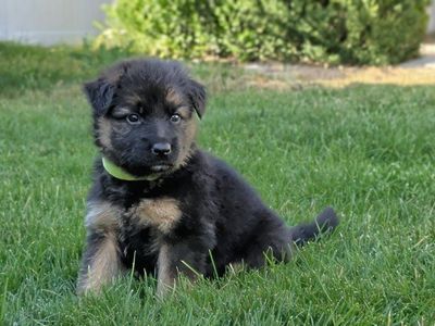 **AKC Registered** Long-Haired, Red German Shepherd Puppy
