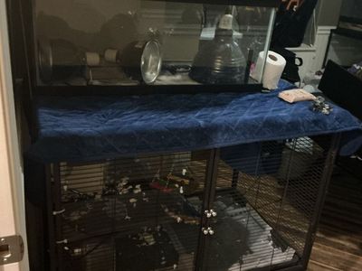 Hamster cage