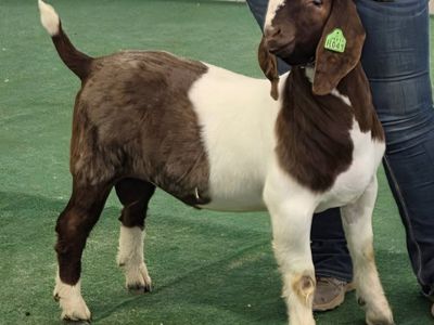 ABGA Boer buck