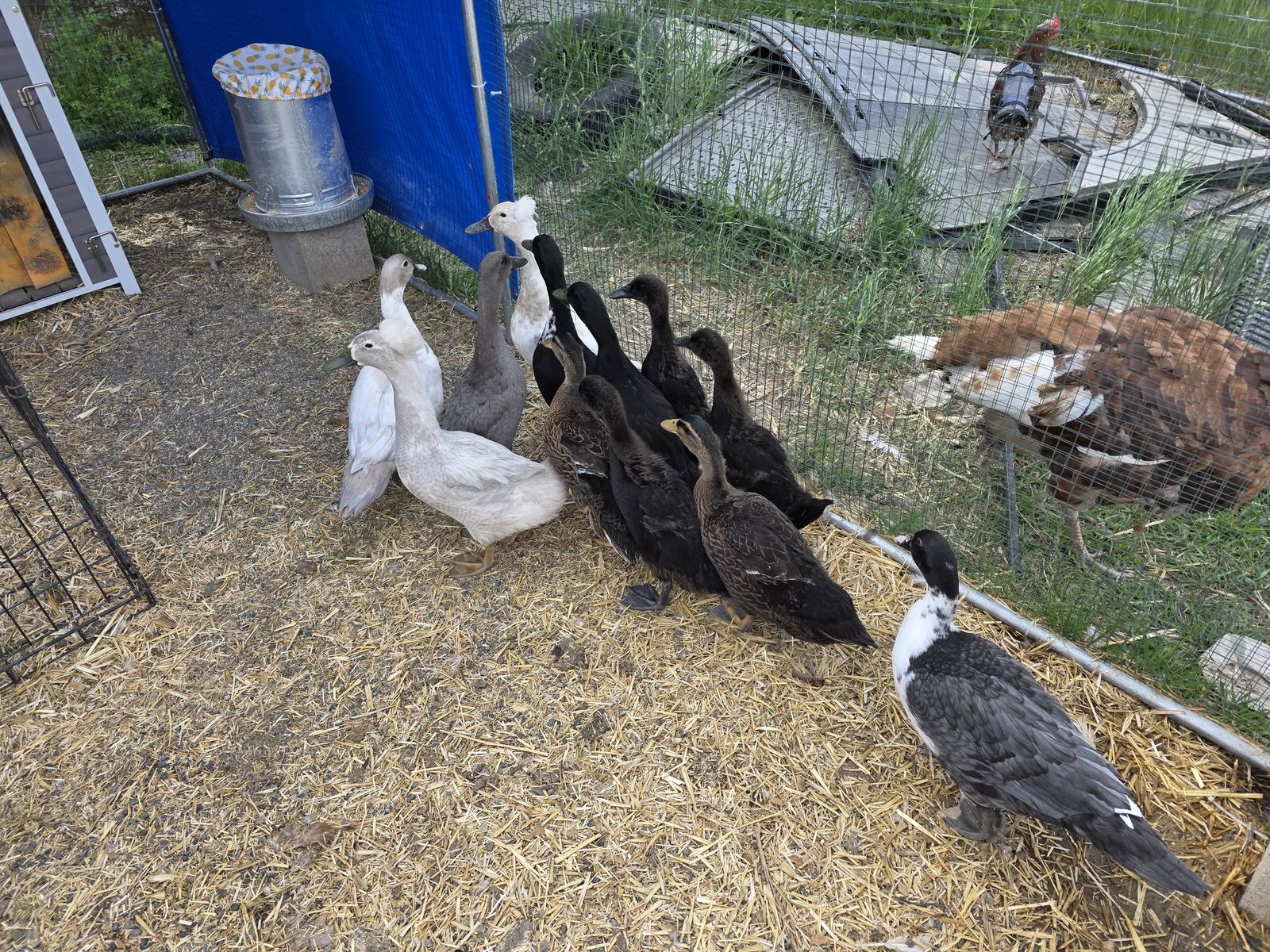 Duckies!