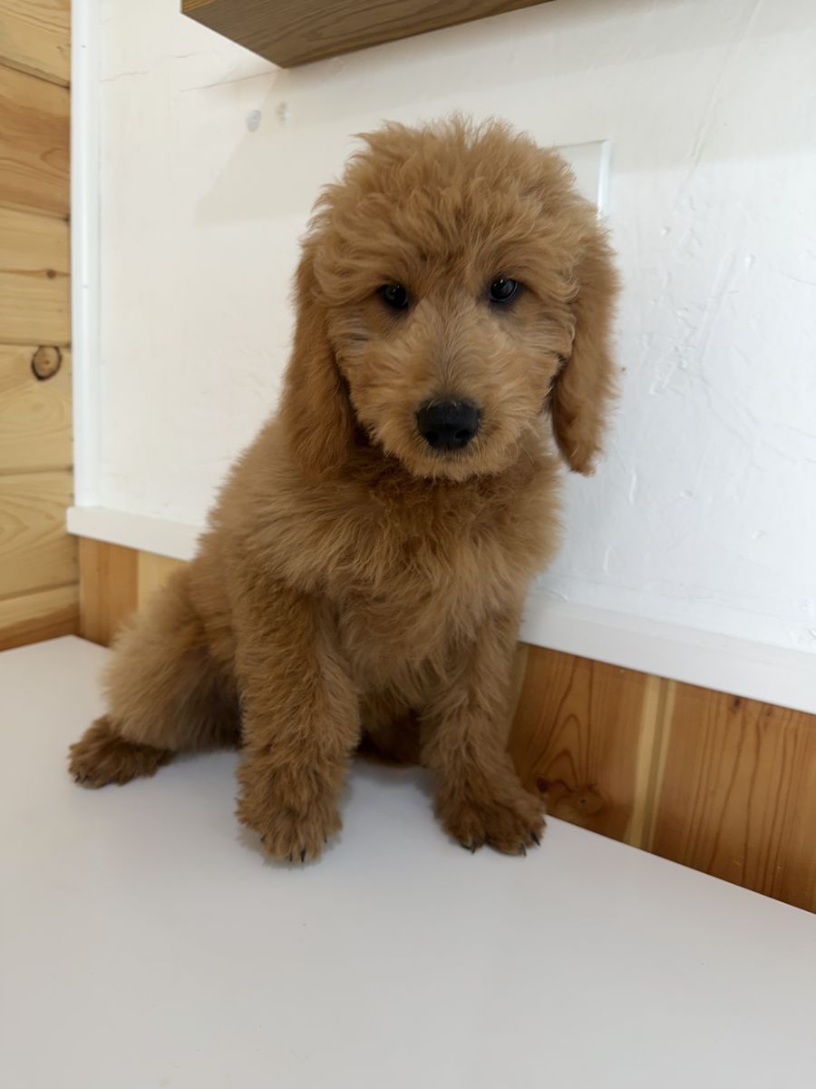 Adorable F1b Goldendoodle Puppies - Expected Adult Weight 10-30lbs