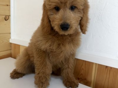 Adorable F1b Goldendoodle Puppies - Expected Adult Weight 10-30lbs