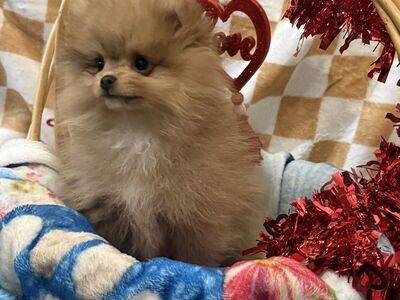 Akc Pomeranians