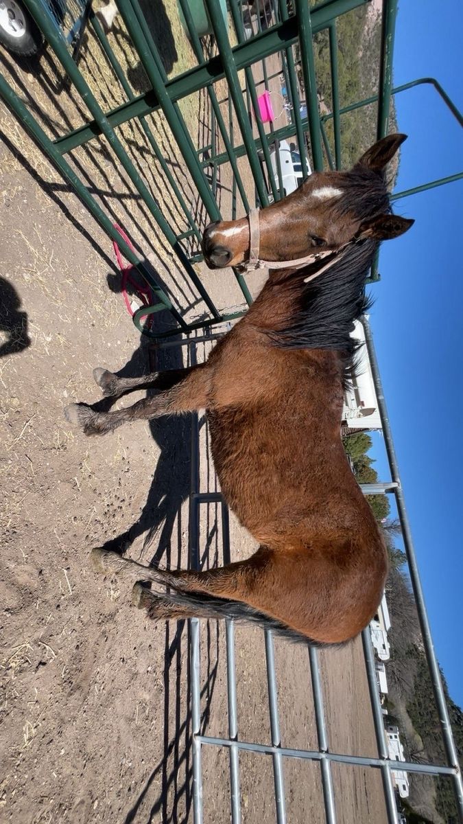 2 yr old Filly