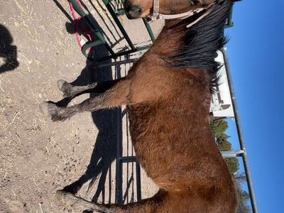 2 yr old Filly