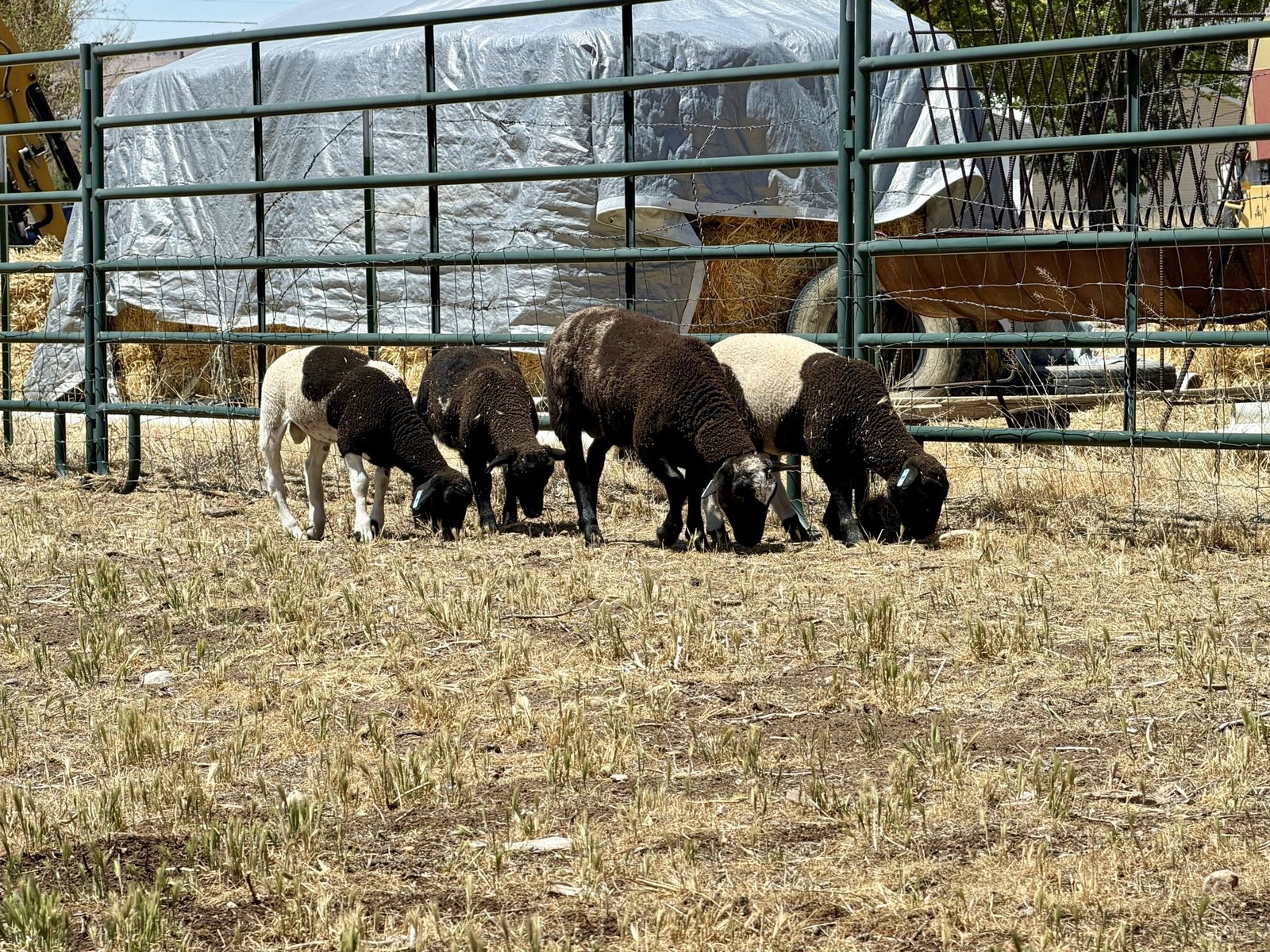 Dorper Ram Lambs