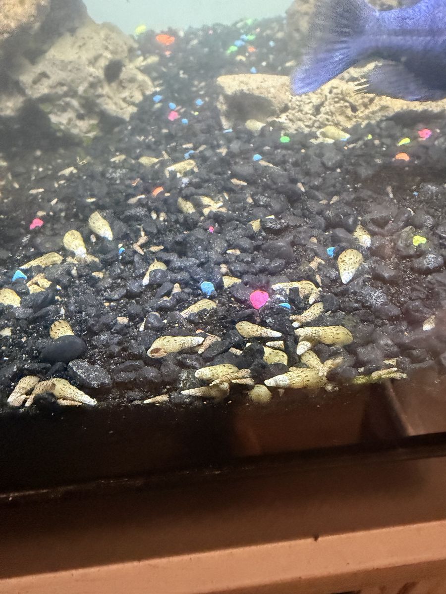 Live Malaysian Trumpet Snails - Free Aquarium Cleaners (Quantities of 10-40)