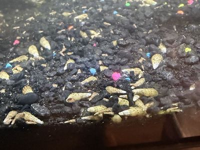 Live Malaysian Trumpet Snails - Free Aquarium Cleaners (Quantities of 10-40)