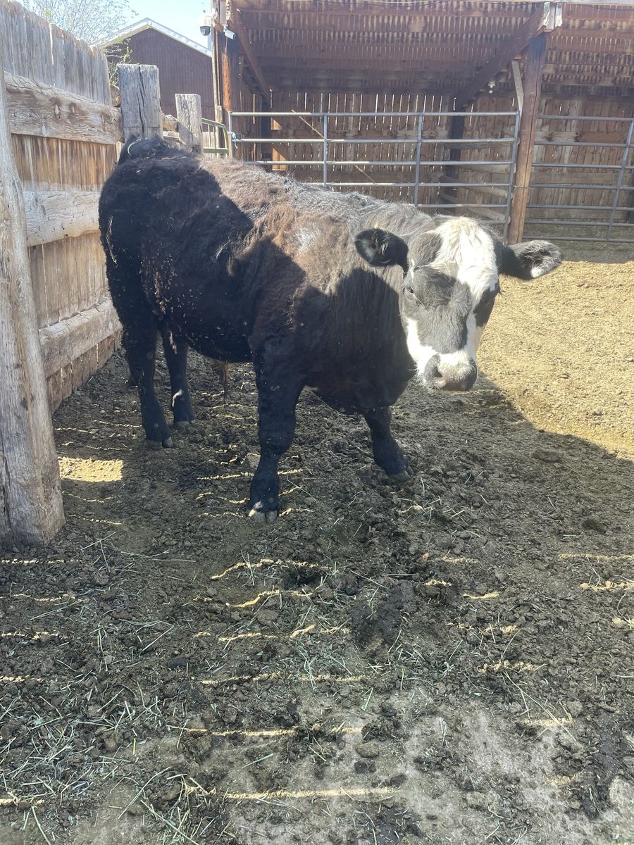 Angus Hereford cross