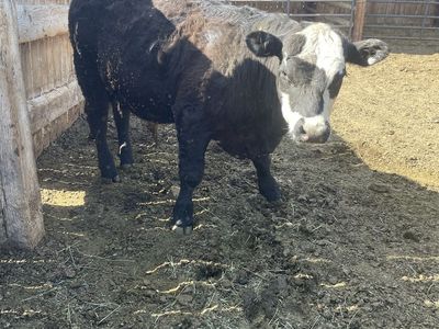 Angus Hereford cross