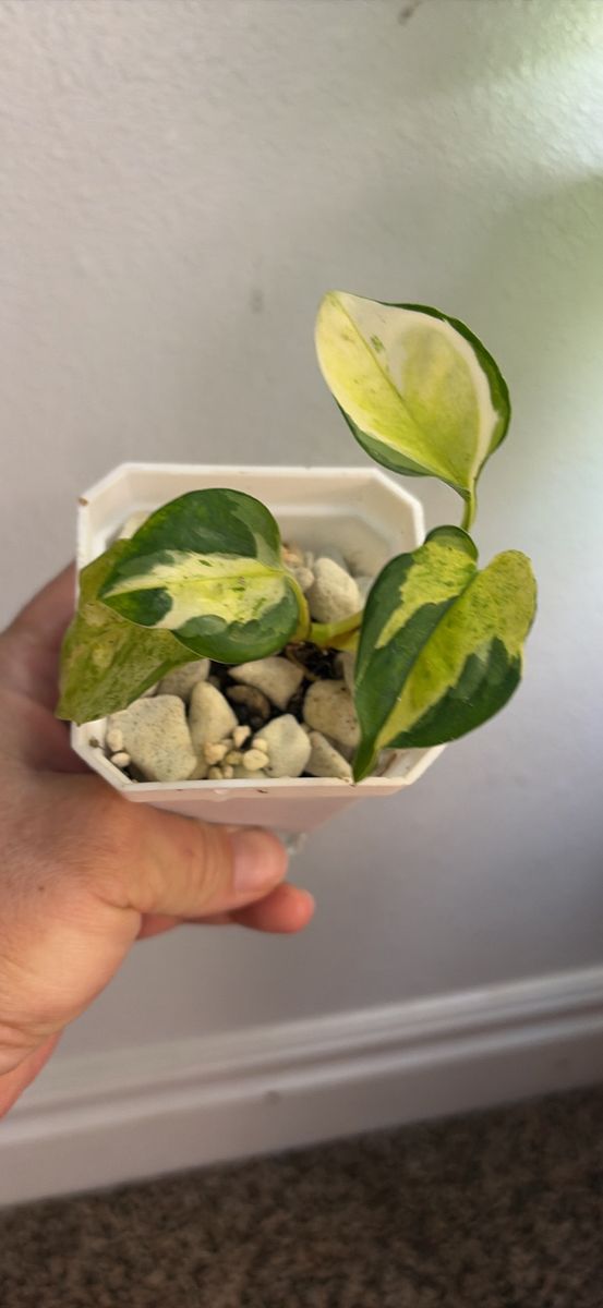 Japanese global pothos 
