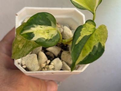 Japanese global pothos
