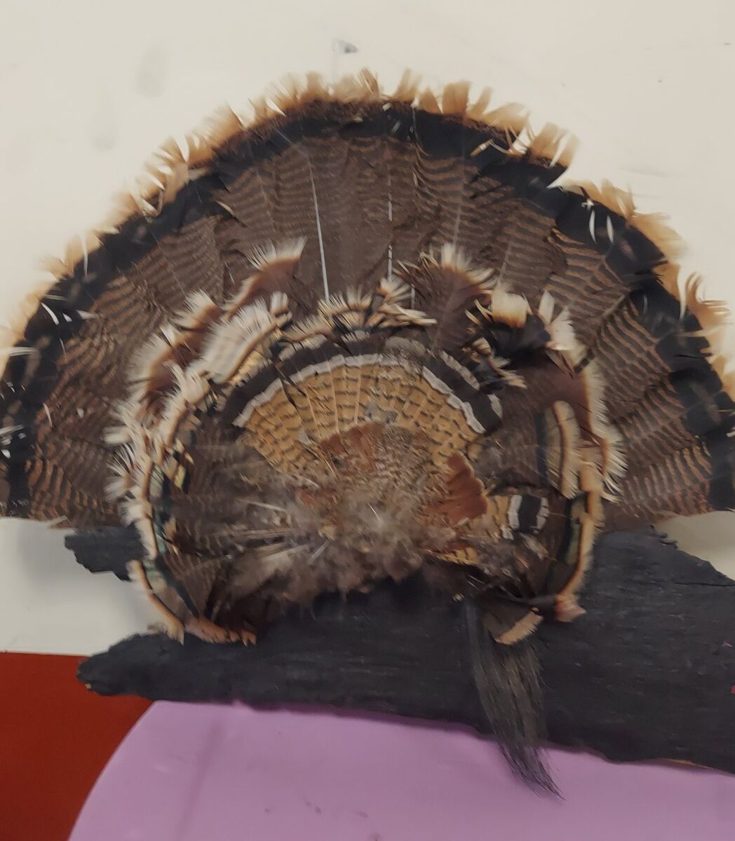 Rio Grande Turkey Tail/Beard