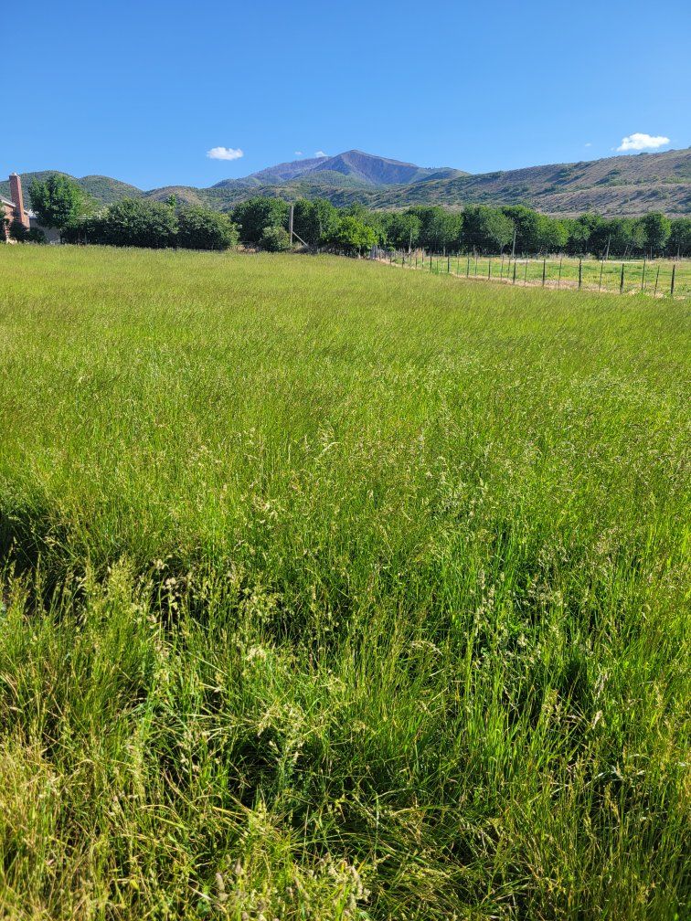 PREMIUM horse hay / Delivery services