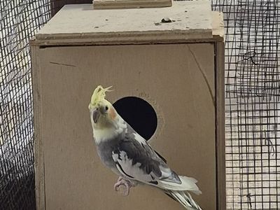 Cockatiel $125
