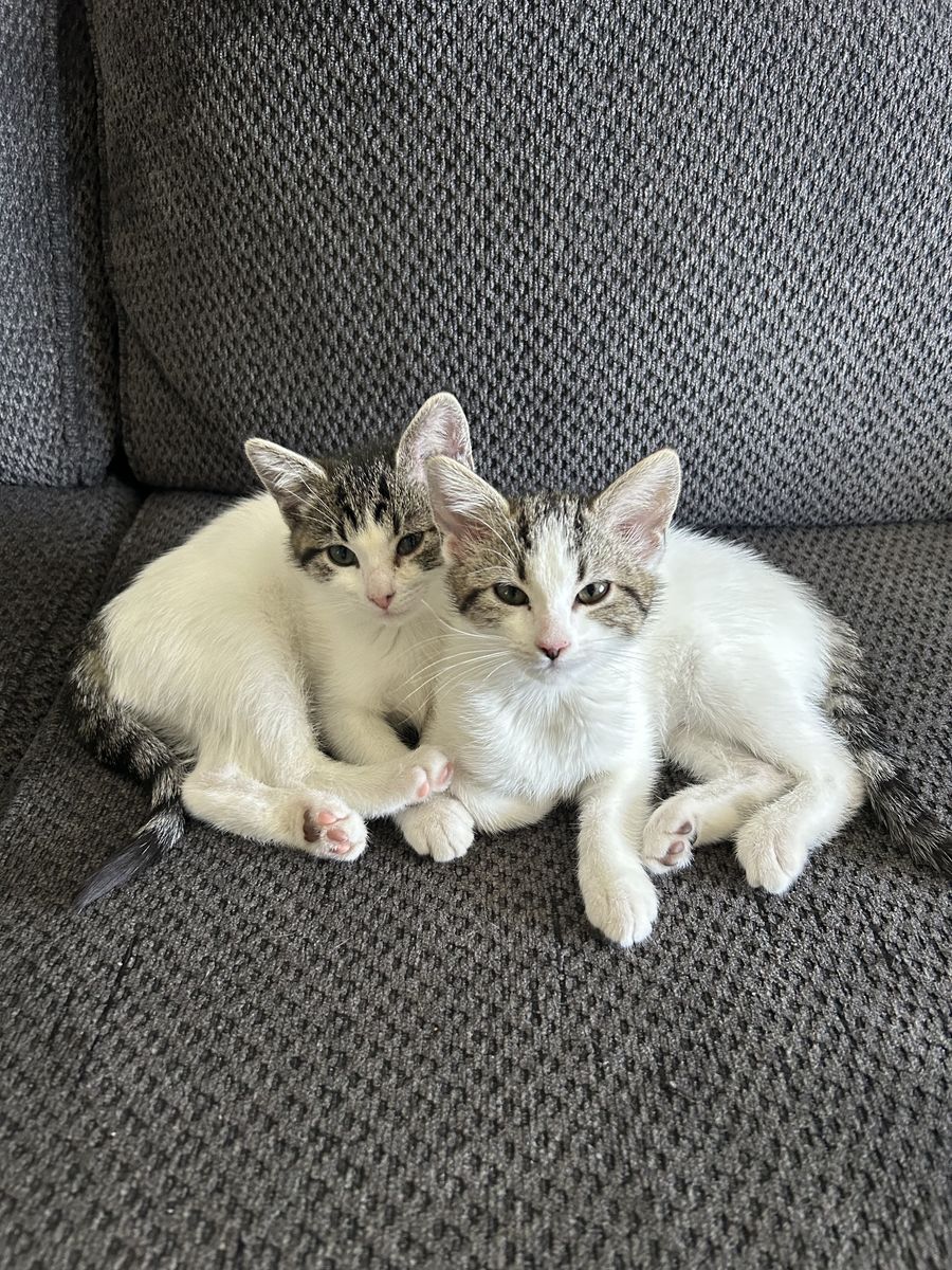 Kittens