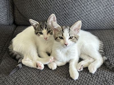 Kittens