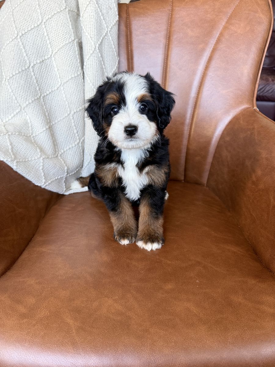 Mini Bernedoodles, multigen Bernedoodles, Bernedoodle