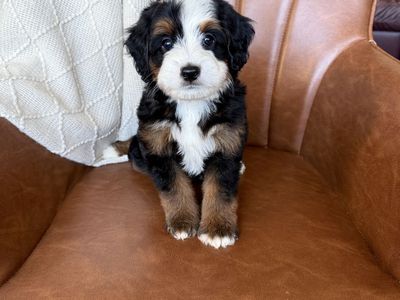Mini Bernedoodles, multigen Bernedoodles, Bernedoodle